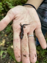 Desmognathus ochrophaeus