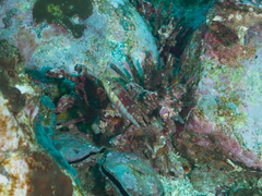 Halichoeres nebulosus