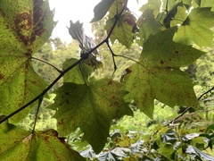 Platanus × hispanica