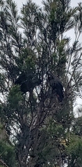 Calyptorhynchus lathami