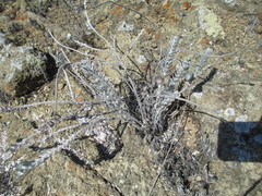 Acmispon argophyllus adsurgens