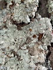 Punctelia bolliana