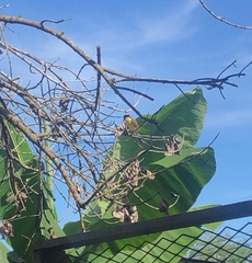 Pitangus sulphuratus