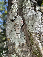 Punctelia bolliana