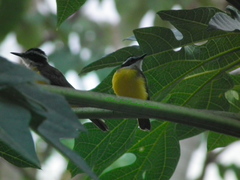 Philohydor lictor panamensis