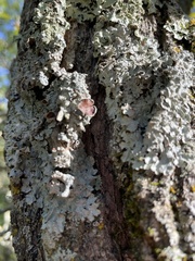 Punctelia bolliana