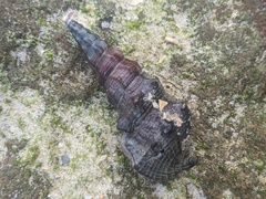 Pyrazus ebeninus