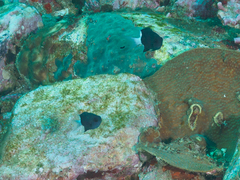 Pycnochromis margaritifer