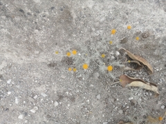 Thymophylla setifolia