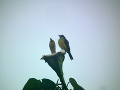 Philohydor lictor panamensis