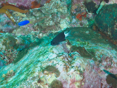 Pycnochromis margaritifer