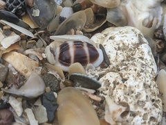 Palmadusta asellus