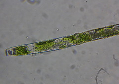 Pleurotaenium