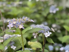 Hydrangea arborescens