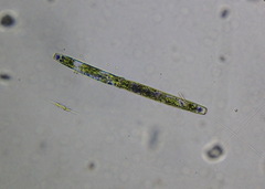 Pleurotaenium