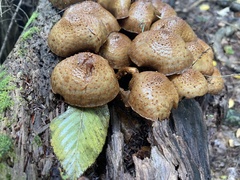 Pholiota