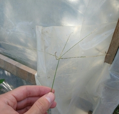 Digitaria sanguinalis