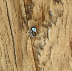 Hippoboscidae