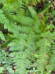 Pteridium aquilinum latiusculum