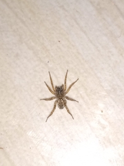 Paratrochosina amica