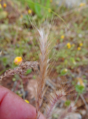 Festuca ambigua