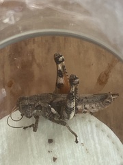 Melanoplus ponderosus