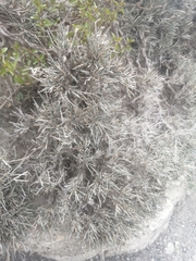 Ephedra compacta