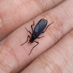 Penthetria neonigrita