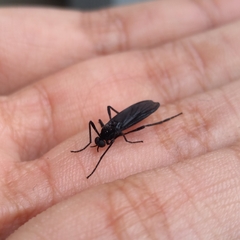 Penthetria neonigrita