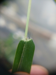 Digitaria sanguinalis