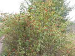 Rosa canina