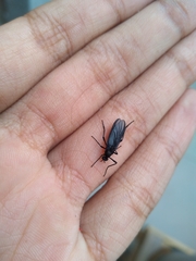 Penthetria neonigrita