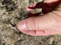 Melanoplus gladstoni