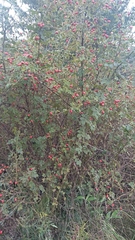 Rosa canina