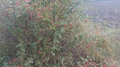 Rosa canina