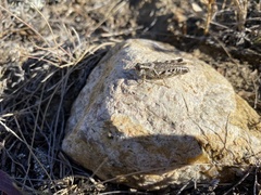 Melanoplus gladstoni
