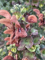 Salvia aurea