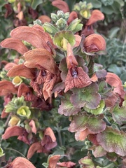 Salvia aurea