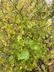 Physocarpus opulifolius