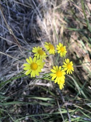 Senecio pinnatifolius