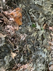 Diadophis punctatus punctatus