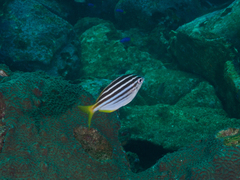 Atypichthys strigatus