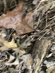 Diadophis punctatus punctatus