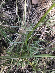 Senecio pinnatifolius