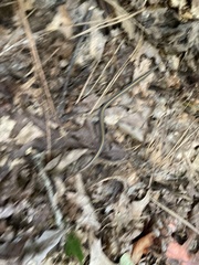 Diadophis punctatus punctatus