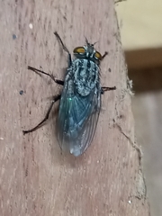 Sarconesia chlorogaster