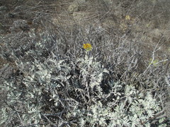 Constancea nevinii