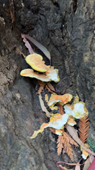 Laetiporus gilbertsonii