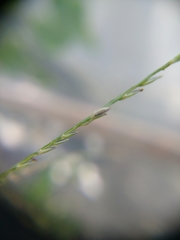 Digitaria sanguinalis