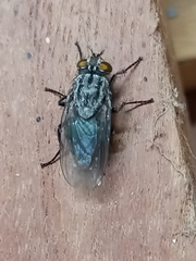 Sarconesia chlorogaster